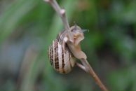 Фотография Рыжичкиной Алины