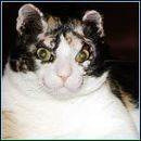 Іра Кирилів фотография #35 (источник - https://vk.com/id51970196)