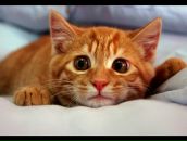 Фотография Кривонкиной Анны