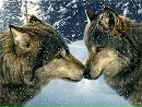 Аліса Костенко фотография #32 (источник - https://vk.com/id161950822)