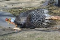 Фотография Лаптева Ильи