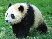 Фотография Гагарина Юры