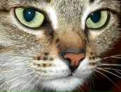 Фотография Горбуновой Светланы