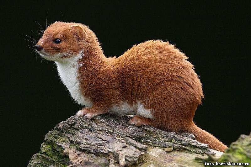 Тёмка Лушников фотография #8