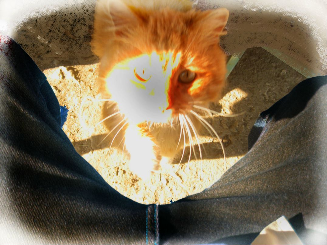 Дмитрий Софийчук фотография #28