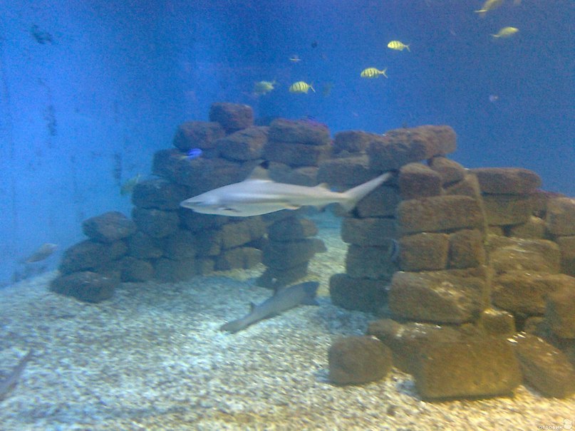 Виктор Кротов фотография #7