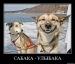 Паша Будин фотография #35 (источник - https://vk.com/id32251446)