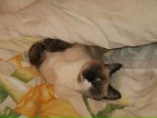 Фотография Ореховой Ксении