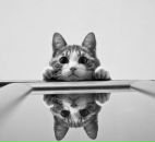 Фотография Farukshin Alex