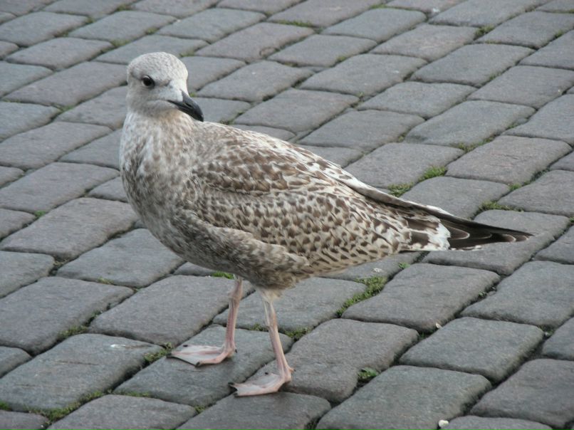 Сес Найтроуд фотография #26