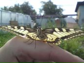 Фотография Кострова Дмитрия