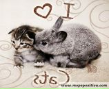 Фотография Михайлова Петра