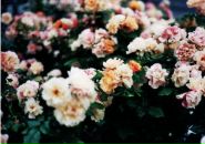 Ірина Козаченко фотография #6 (источник - https://vk.com/id125023794)