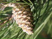 Фотография Шишкина Ивана