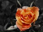 Вікуся Moklyak фотография #2 (источник - https://vk.com/id116919298)