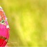Івануська Бідзюра фотография #44 (источник - https://vk.com/id163483686)