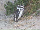 Фотография Хаверкамп Маргариты