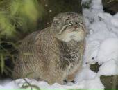 Фотография Гороховой Юлии