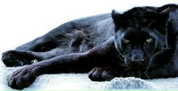 Screwger Ops фотография #10 (источник - https://vk.com/id909249)