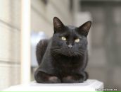 Фотография Чёрного Дениса