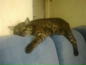 Фотография Muhonen Asija