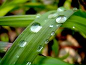 Фотография Варнавьевой Альфии