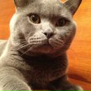 Фотография Луговой Ксюши