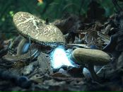 Фотография Смышляевой Натальи