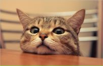 Катерина Ткаченко фотография #28 (источник - https://vk.com/id1670636)