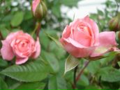 Фотография Казаковой Алёны