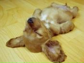 Фотография Хаджиевой Ильмиры