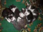 Фотография Кравцовой Алины