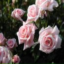 Валя Білопранич фотография #37 (источник - https://vk.com/id70300804)