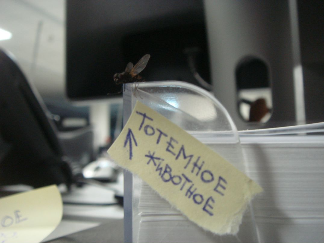 Tashka Woo фотография #25