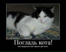 Кот Вікуськи фотография #1
