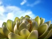 Фотография Монок Марии