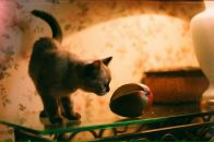 Фотография Фон-Гаухман Анастасии