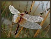 Фотография Горбачевой Ларисы