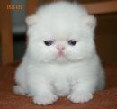 Світлана Борис фотография #2 (источник - https://vk.com/id254986038)