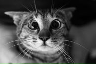 Діана Ващук фотография #42 (источник - https://vk.com/id42020164)