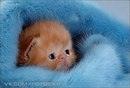 Ольга Білограй фотография #20 (источник - https://vk.com/id154324991)