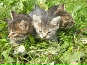 Міша Форостина фотография #14 (источник - https://vk.com/id18547754)