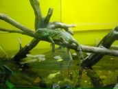 Фотография Смирнова Кости