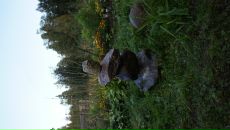 Дмитрий Крамарев фотография #31 (источник - https://vk.com/id274882)