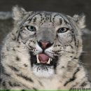 Ванька Чернов фотография #43 (источник - https://vk.com/id145409417)