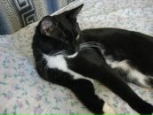 Фотография Tulilintu Leena