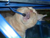 Фотография Головеря Максим