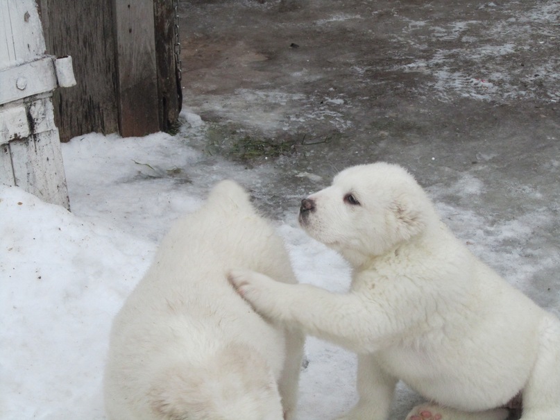 Василий Тихонов фотография #42