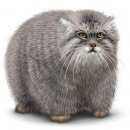 Свин ^_^ фотография #10 (источник - https://vk.com/id60082165)