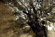 Фотография Швецовой-Крутовой Лики